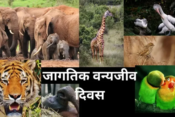 World wild life day