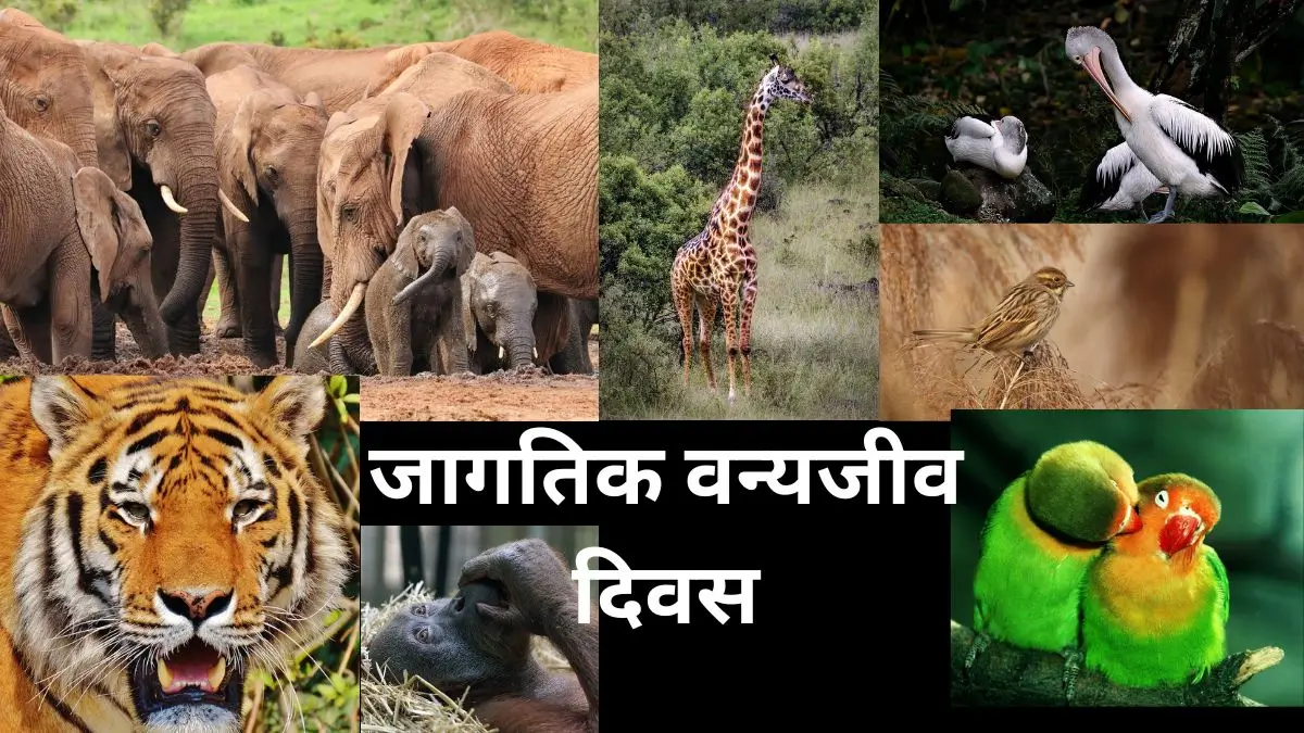World wild life day