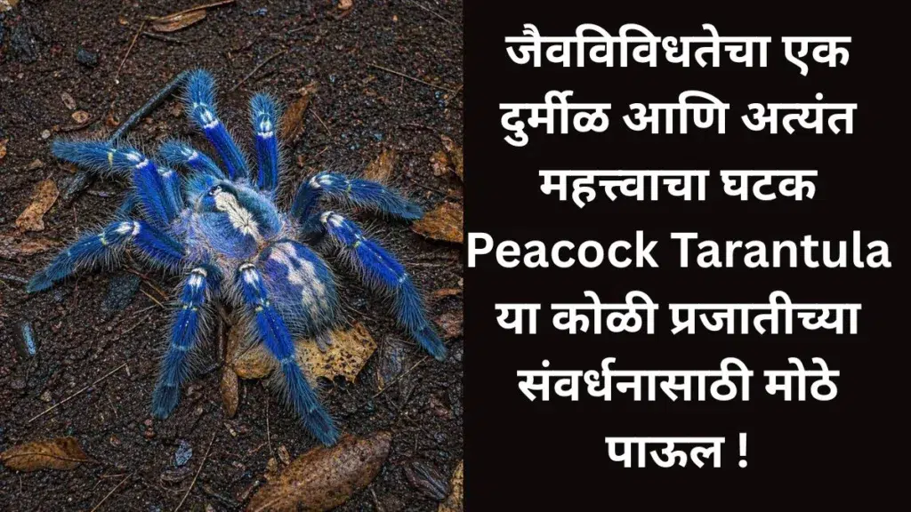 Peacock Tarantula